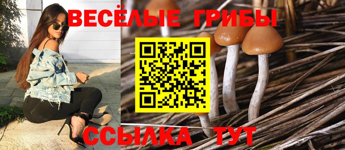 Псилоцибиновые грибы Psilocybine cubensis Лангепас